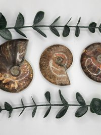 Rainbow Ammonite Fossils