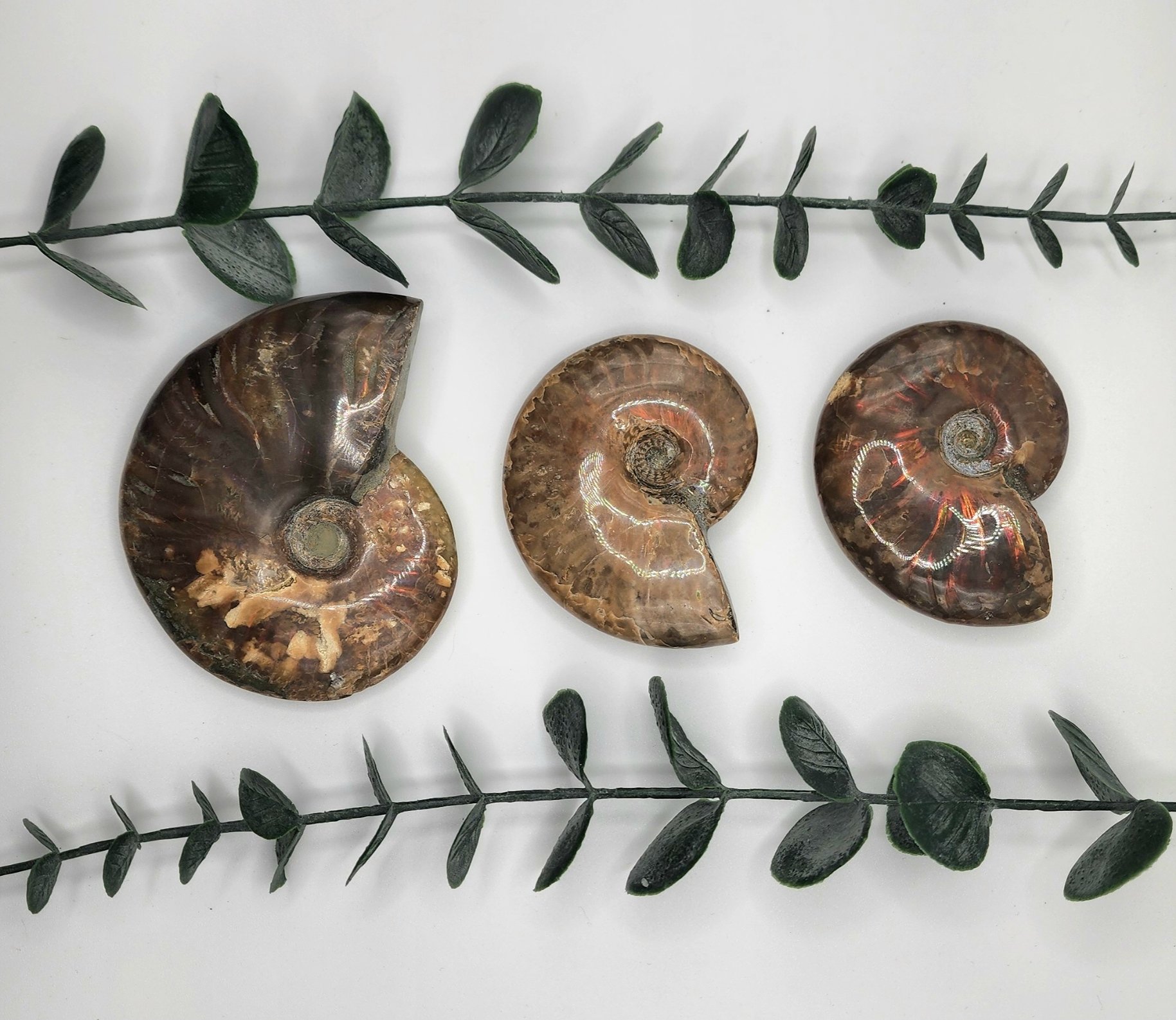 Rainbow Ammonite Fossils