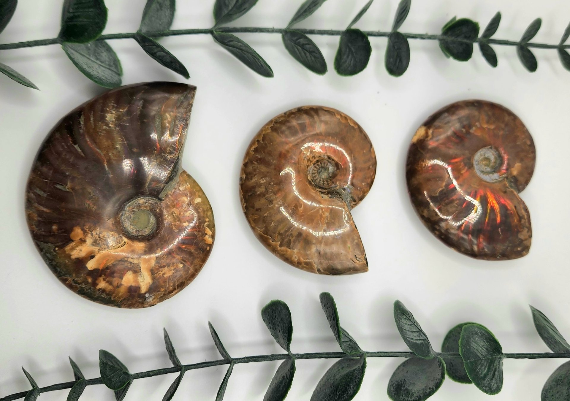 Rainbow Ammonite Fossils