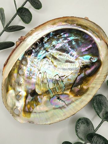 Abalone Shells -4in