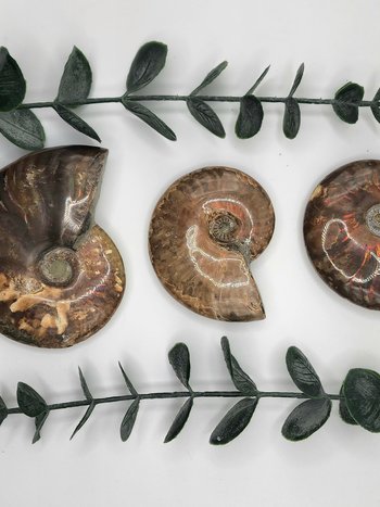 Rainbow Ammonite Fossils