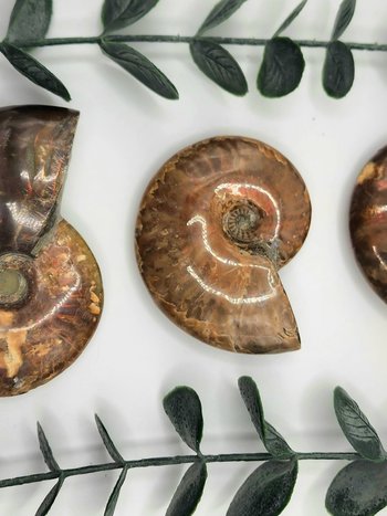 Rainbow Ammonite Fossils